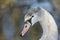 A head shot of a juvenile Mute Swan, Cygnus olor, standing on the bank of a lake.