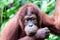 Head shot of a juvenile Orangutan