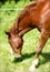 Head Shot Kentucky Mountain Horse