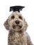 Head shot Labradoodle graduation on white