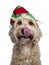 Head shot of Labradoodle on white