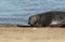 A head shot of a large bull Grey Seal, Halichoerus grypus, coming out of the sea. It is chasing off another bull Seal near its fem