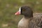 A head shot of a Lesser White-fronted Goose, Anser erythropus, standing on the bank of a lake at the London wetland wildlife reser