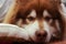 Head shot of lying Copper brown Alaskan malamute dog