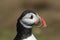 A head shot of a magnificent Atlantic Puffin, Fratercula arctica,.