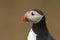 A head shot of a magnificent Atlantic Puffin, Fratercula arctica,.