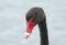 A head shot of a magnificent Black Swan, Cygnus atratus,.