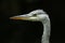 A head shot of a magnificent hunting Grey Heron, Ardea cinerea.