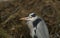 A head shot of a magnificent hunting Grey Heron, Ardea cinerea, standing at the bank of a river.