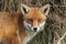 A head shot of a magnificent wild Red Fox, Vulpes vulpes, hunting in a field .