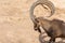 A head shot of a male Nubian Ibex standing showing off those large curved horns capra nubiana at the Al Ain Zoo. Copy  space