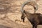 A head shot of a male Nubian Ibex standing showing off those large curved horns capra nubiana at the Al Ain Zoo. Copy  space