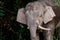 Head shot of a male Pygmy Elephant