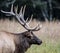 Head shot of a massive bull elk.