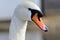 Head shot of a mute swan