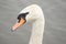 Head shot of Mute Swan