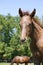 Head shot of a newborn thoroughbred filly at beautiful animal ranch