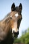 Head shot of a newborn thoroughbred filly at beautiful animal ranch