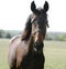 Head shot of a newborn thoroughbred filly at beautiful animal ranch