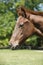 Head shot of a newborn thoroughbred filly at beautiful animal ranch