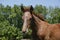 Head shot of a newborn thoroughbred filly at beautiful animal ranch