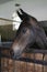 Head shot of a newborn thoroughbred filly at beautiful animal ranch