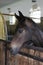 Head shot of a newborn thoroughbred filly at beautiful animal ranch