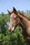 Head shot of a newborn thoroughbred filly at beautiful animal ranch