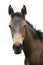 Head shot of a newborn thoroughbred filly at beautiful animal ranch