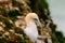 Head shot of a Northern Gannet