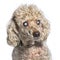 Head shot of an old and blindness poodle dog