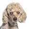 Head shot of an old and blindness poodle dog