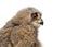 Head shot of a One month, Eurasian Eagle-Owl chick profile, Bubo bubo, isolated on white
