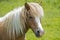 Head shot of a Palomino Shetland Pony with the long mane.