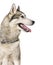 Head shot of a panting Husky wearing a collar against a white background