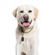 Head shot of a Panting Labrador Retriever wearing a collar, isolated on white