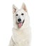 Head shot of a panting White swiss shepherd, Isolated on white