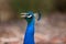 Head shot of peacock