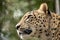 Head shot of Persian leopard