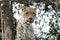 Head shot of Persian leopard