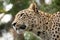 Head shot of Persian leopard
