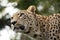 Head shot of Persian leopard