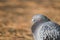 Head shot of pidgeon in a park