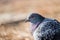 Head shot of pidgeon in a park