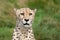 Head Shot Portrait of Beautiful Cheetah