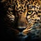 Head shot, portrait of a Spotted leopard facing at the camera on black background