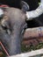 Head shot portraits close up of a dark gray fat cute THAI water buffalo eating grass in an organic agricultural farm