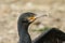 A head shot of a pretty Cormorant Phalacrocorax carbo with wings wide open drying them after hunting under water for fish.