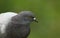 A head shot of a pretty Feral Pigeon Columba livia.