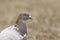 A head shot of a pretty Feral Pigeon Columba livia.